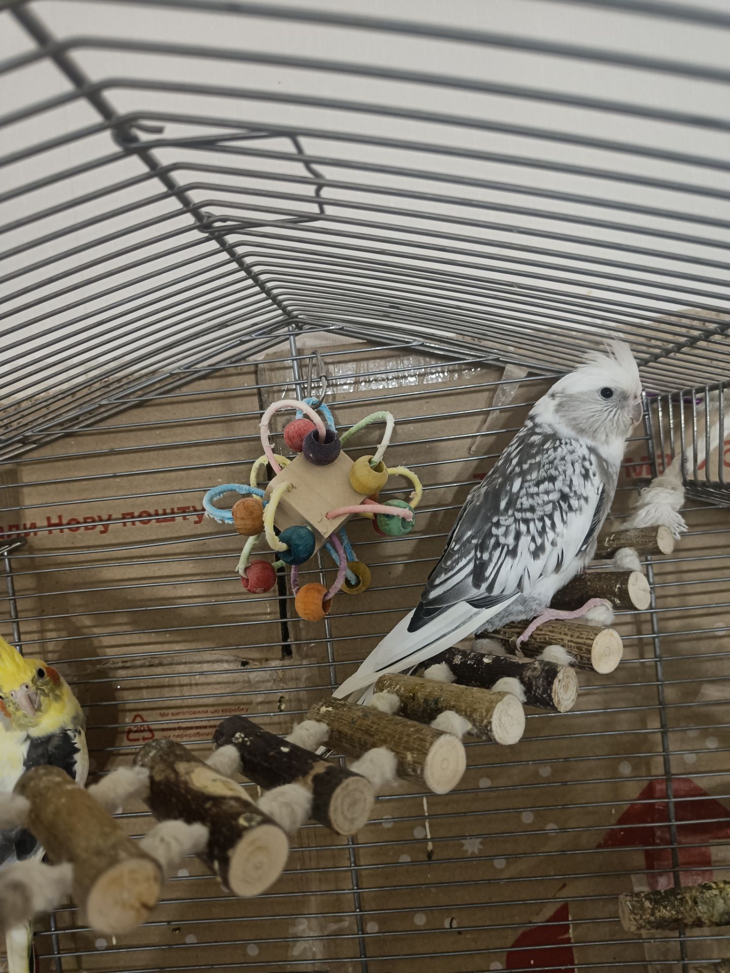 Попугаи корелла