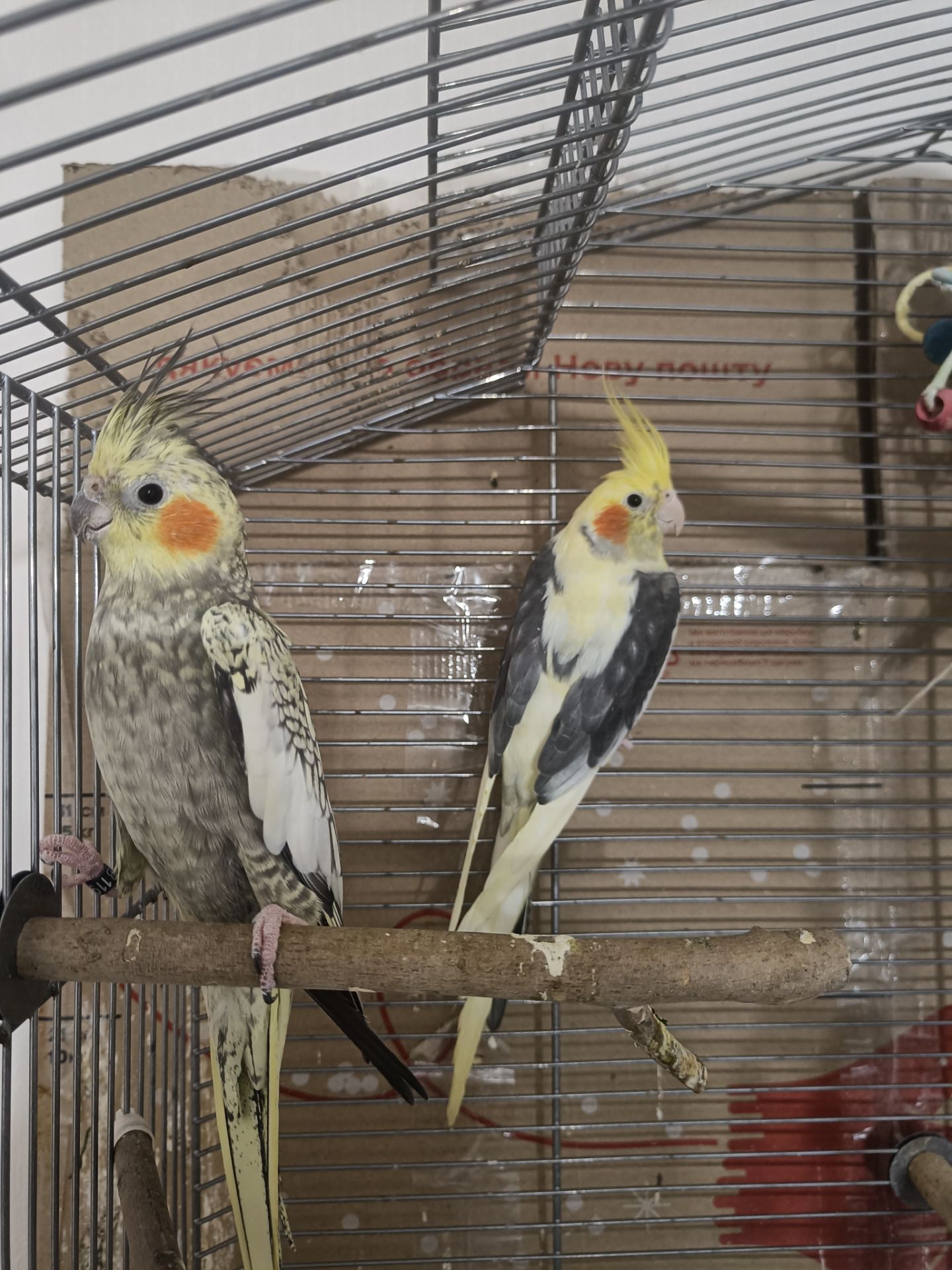 Попугаи корелла