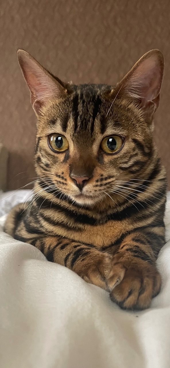 Шикарна кішечка Asti, окрас Charcoal