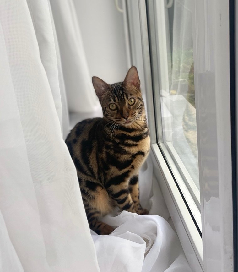 Шикарна кішечка Asti, окрас Charcoal