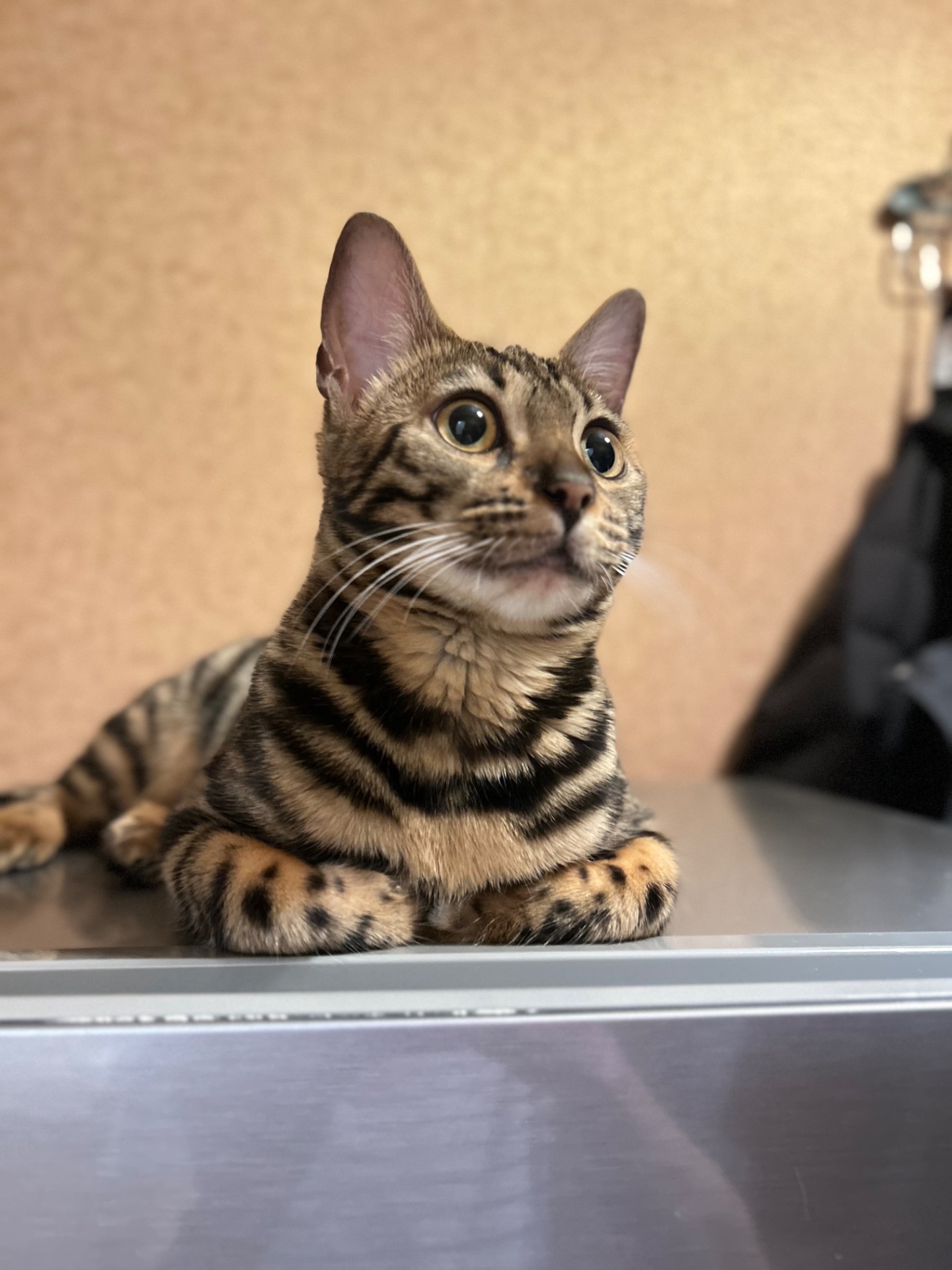 Шикарна кішечка Asti, окрас Charcoal