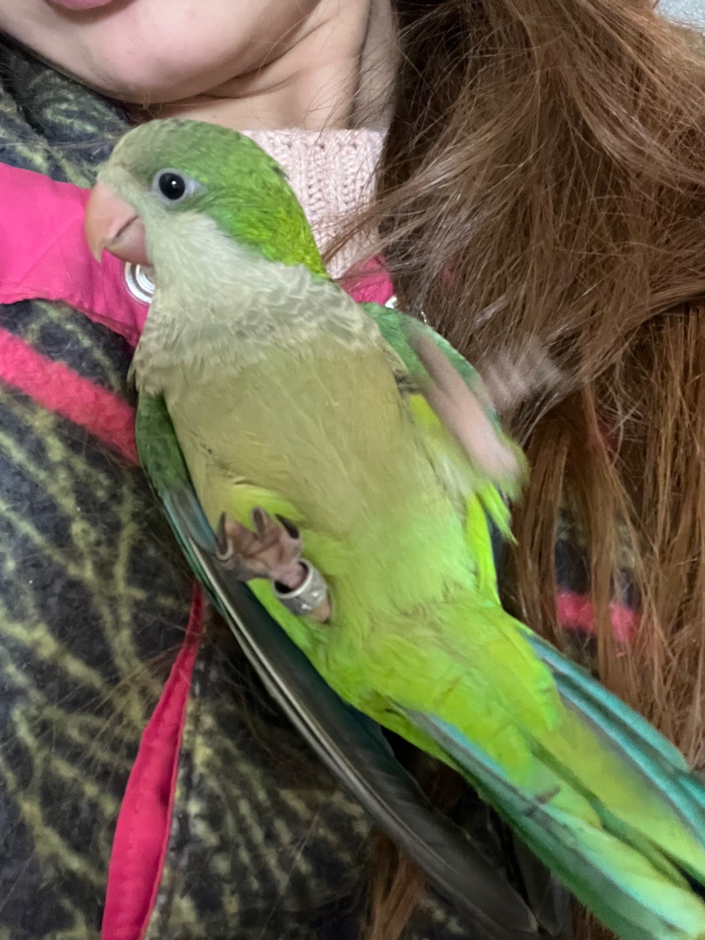 Викормиш хлопчик монах папуга