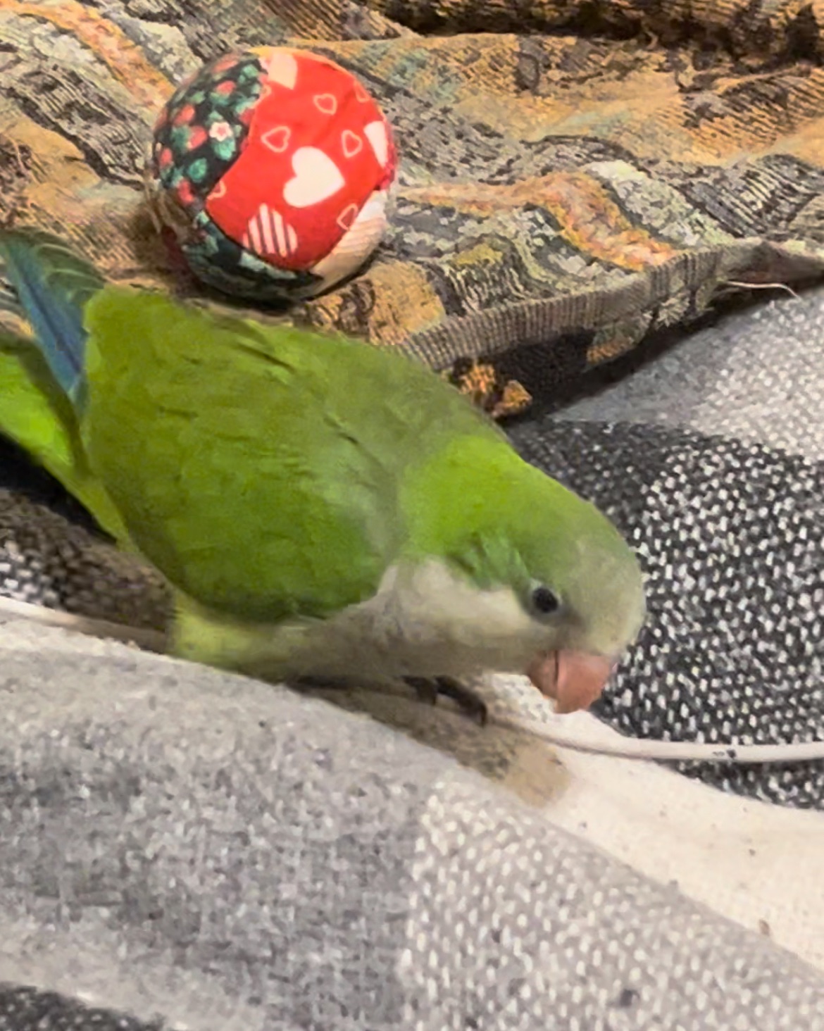 Викормиш хлопчик монах папуга