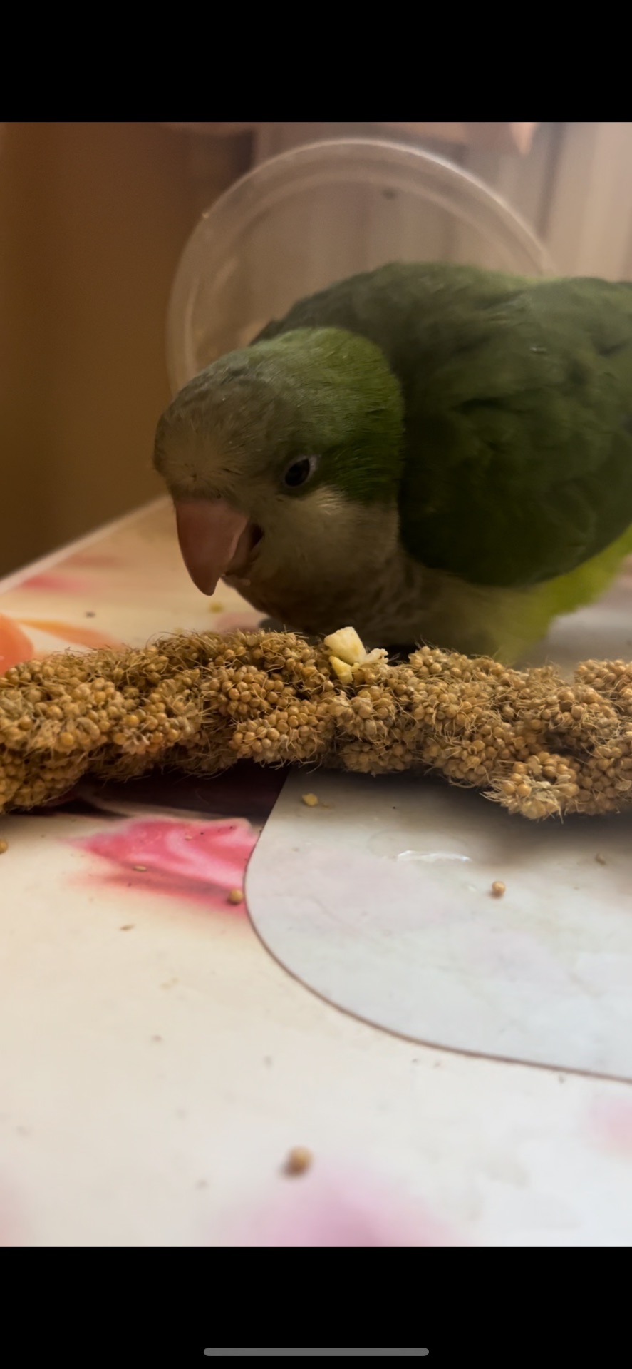 Викормиш хлопчик монах папуга