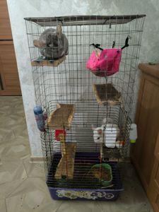 Шиншилки дві сестрички