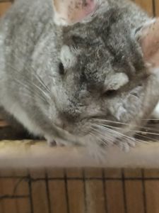 Шиншилки дві сестрички