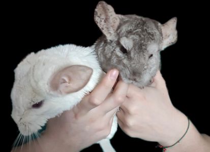 Шиншилки дві сестрички