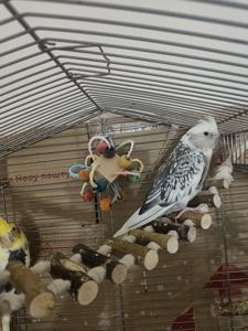 Попугаи корелла