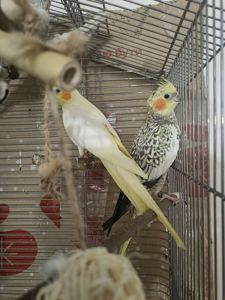 Попугаи корелла