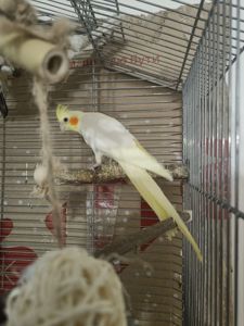 Попугаи корелла