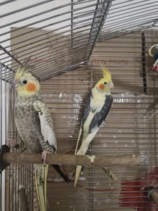 Попугаи корелла