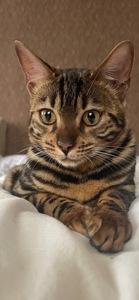 Шикарна кішечка Asti, окрас Charcoal