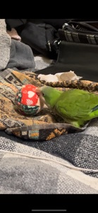 Викормиш хлопчик монах папуга