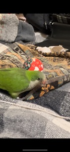 Викормиш хлопчик монах папуга