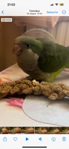 Викормиш хлопчик монах папуга