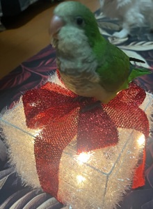 Викормиш хлопчик монах папуга