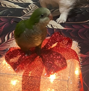 Викормиш хлопчик монах папуга