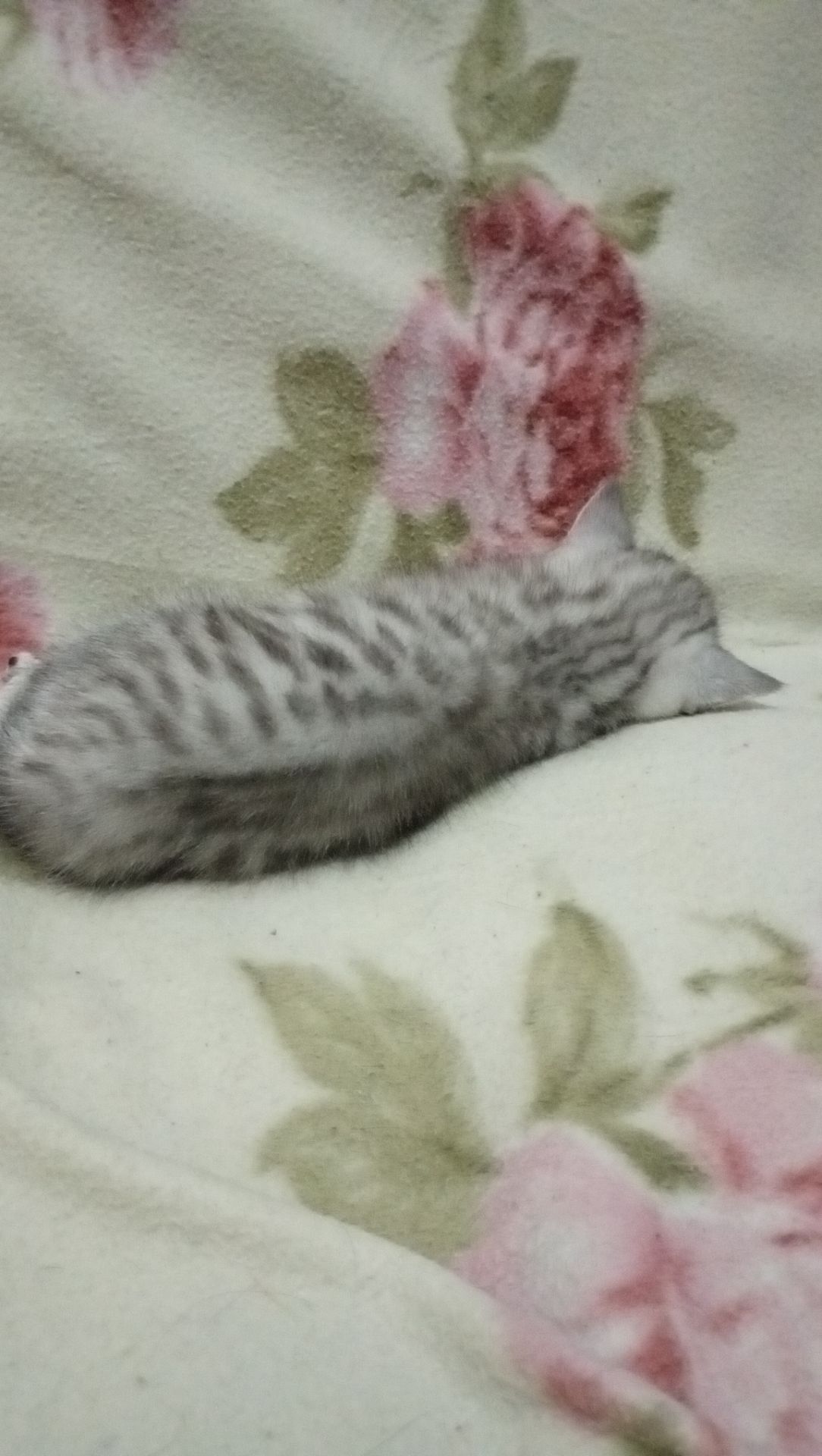 Шотландский котенок скоттиш страйт