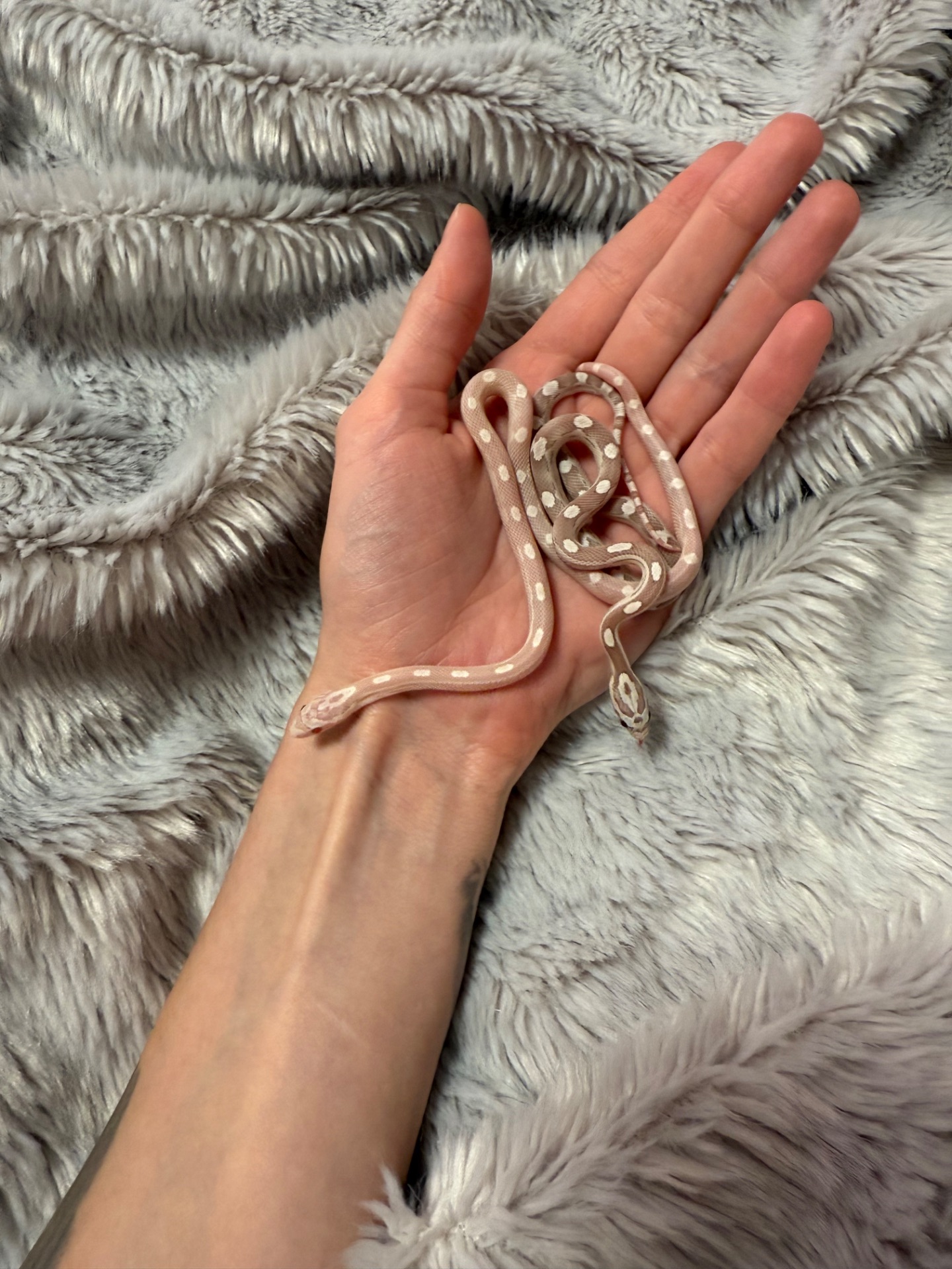 Маїсовий полоз