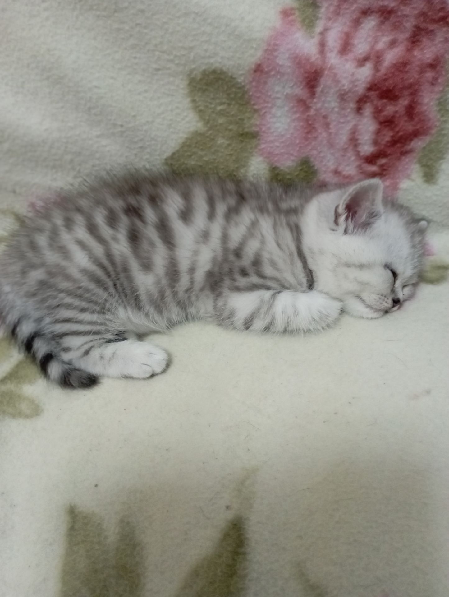 Шотландский котенок скоттиш страйт