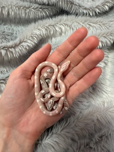 Маїсовий полоз