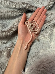 Маїсовий полоз