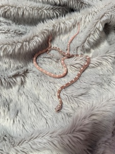 Маїсовий полоз