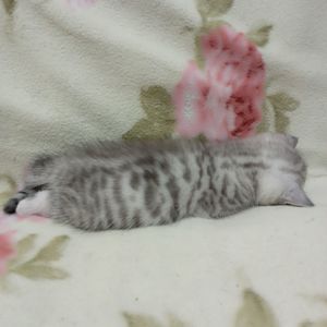 Шотландский котенок скоттиш страйт