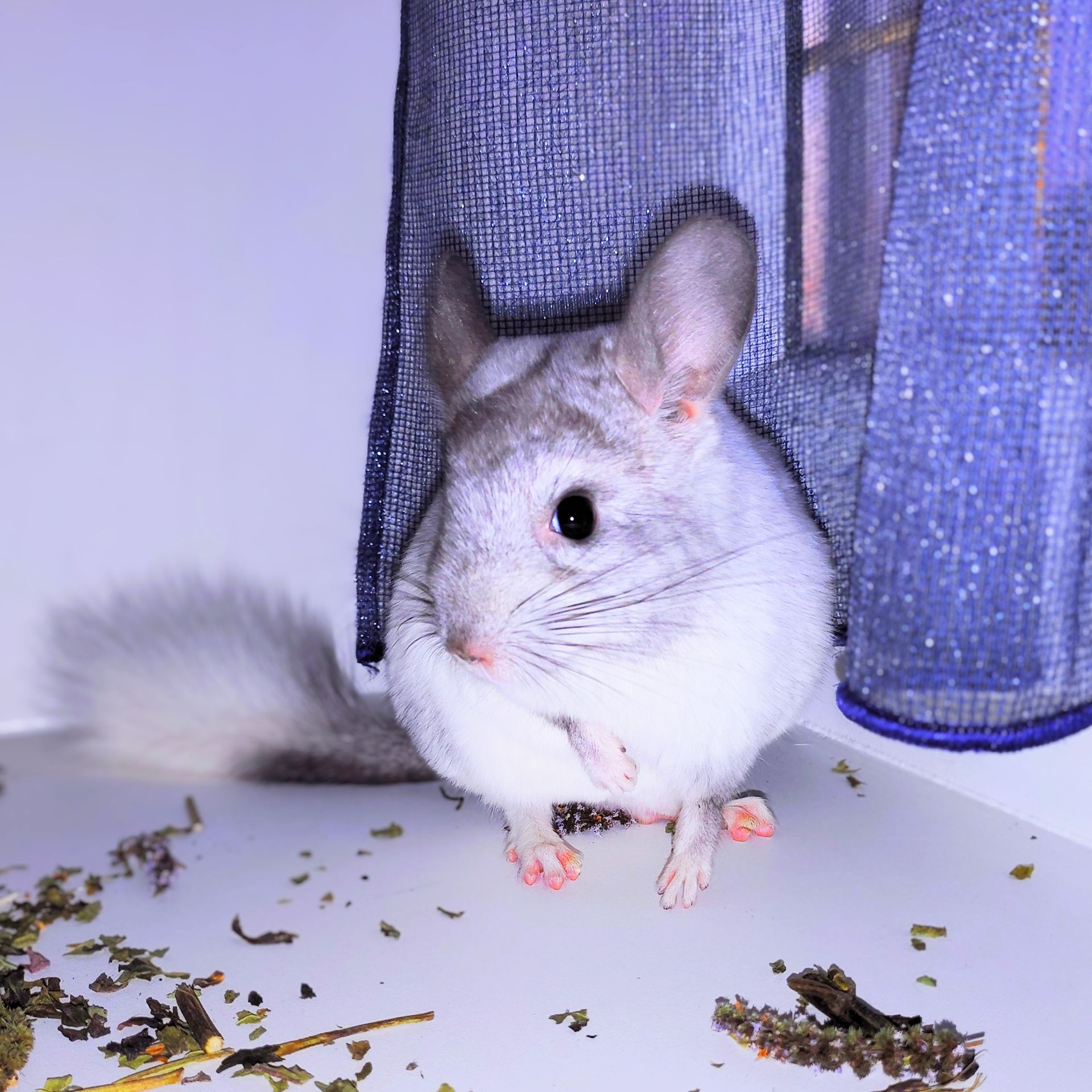 Біла шиншилка 🤍