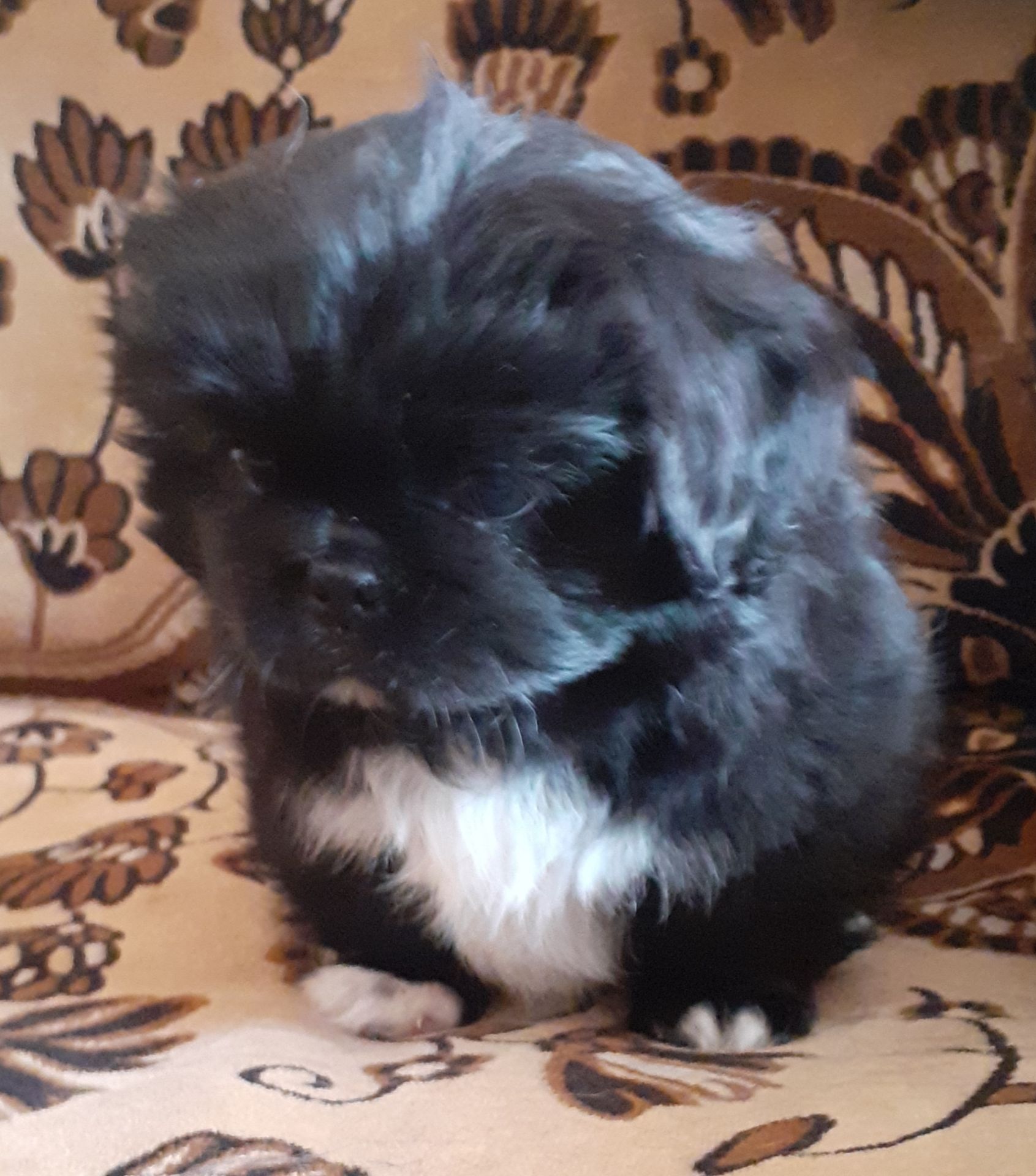 Цуценя пекінеса