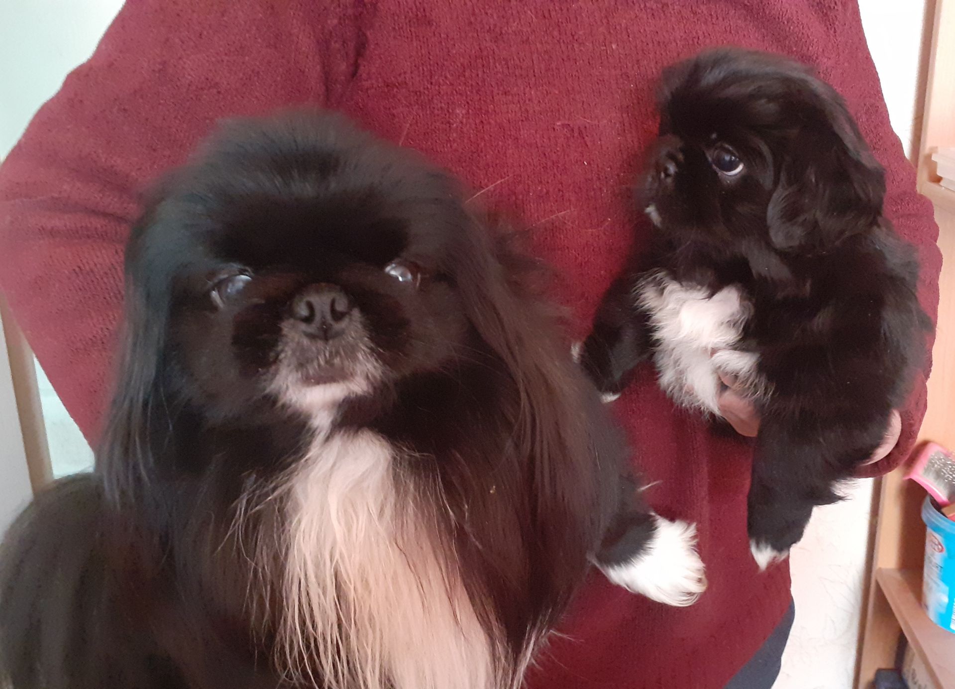 Цуценя пекінеса