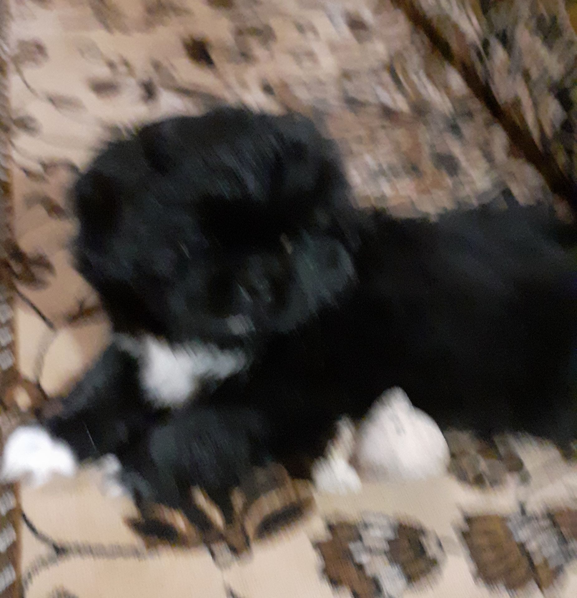 Цуценя пекінеса