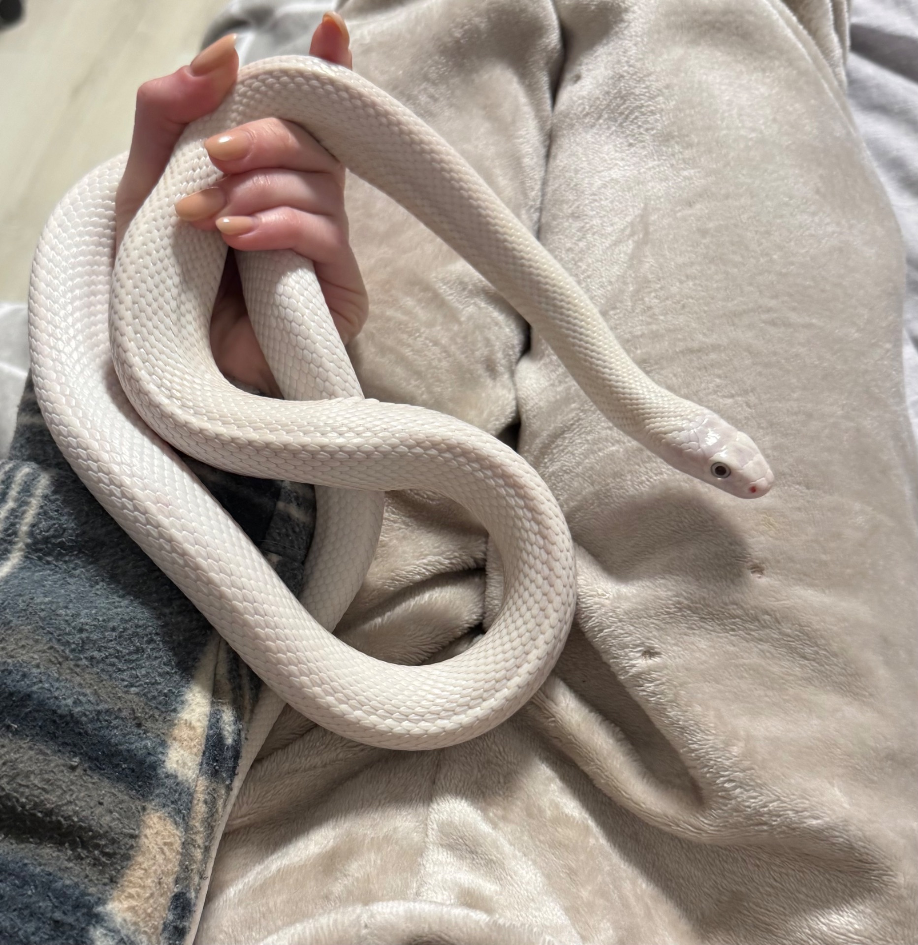 Білий техаський полоз