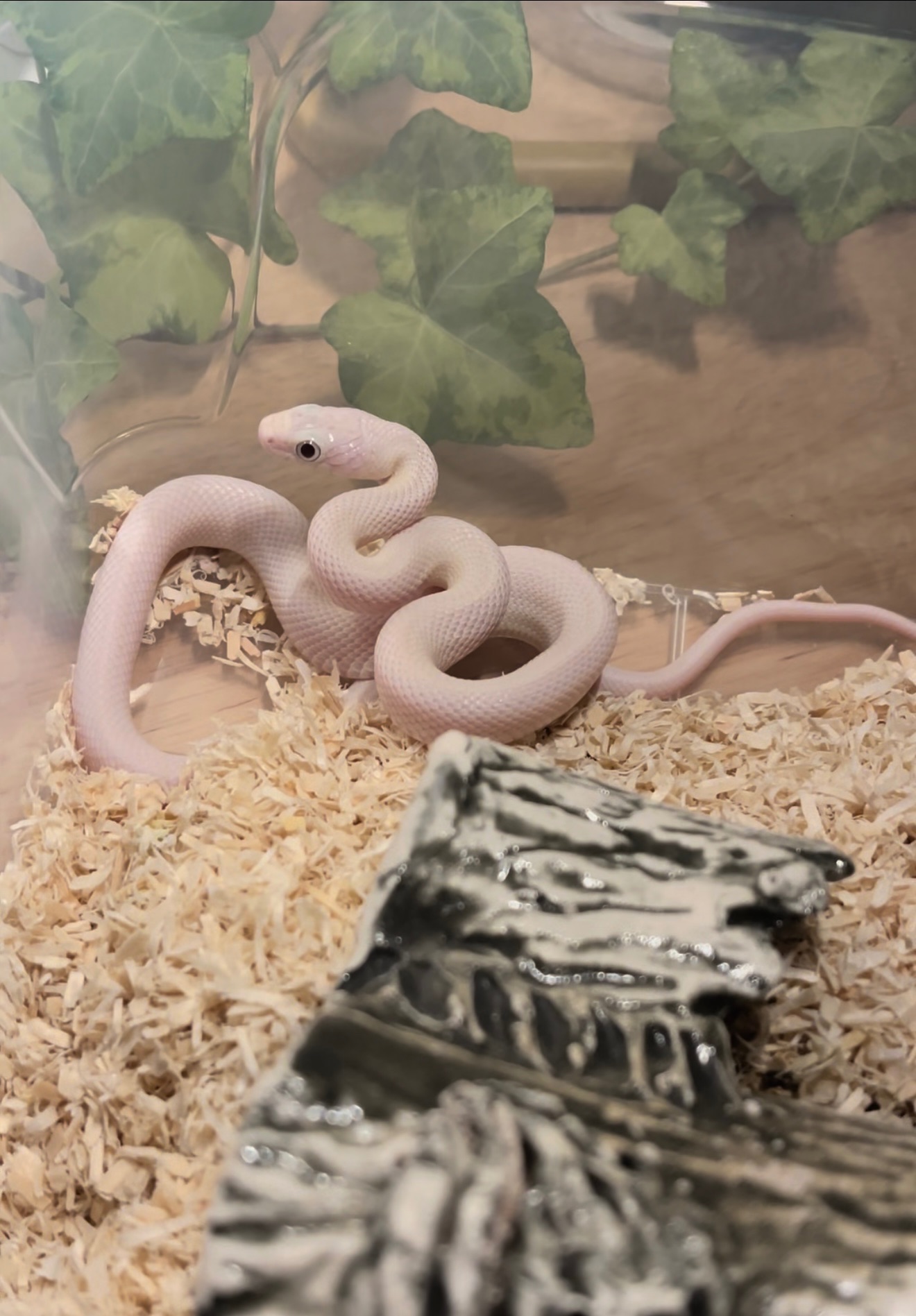 Білий техаський полоз