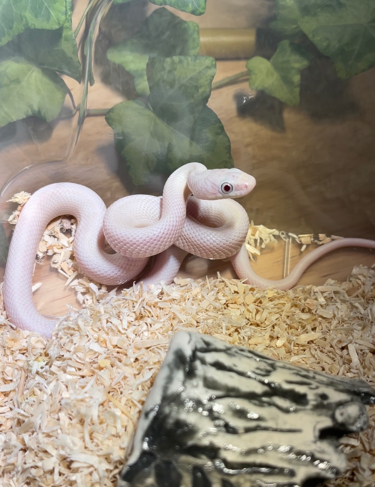 Білий техаський полоз