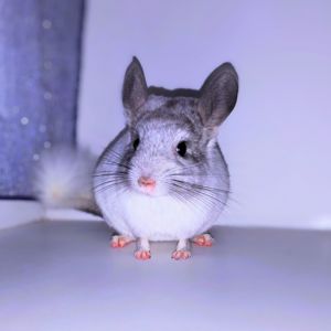 Біла шиншилка 🤍