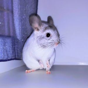 Біла шиншилка 🤍