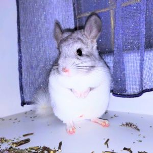 Біла шиншилка 🤍