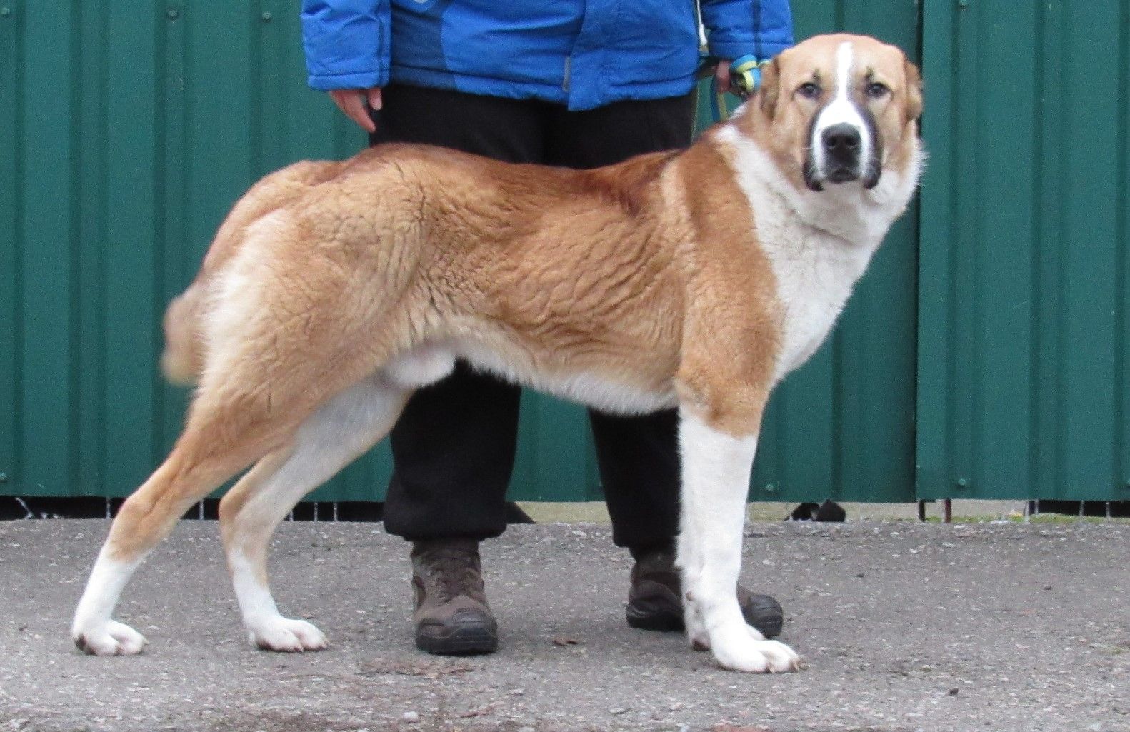 Елітний молодий кобель Алабая (САВ)