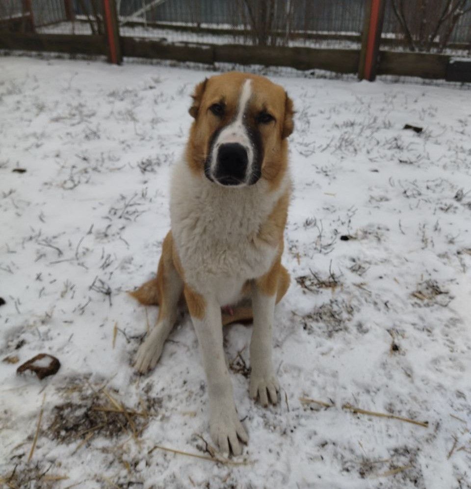 Елітний молодий кобель Алабая (САВ)