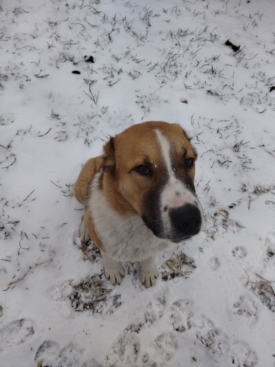 Елітний молодий кобель Алабая (САВ)