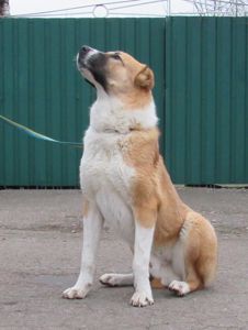 Елітний молодий кобель Алабая (САВ)