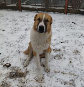 Елітний молодий кобель Алабая (САВ)