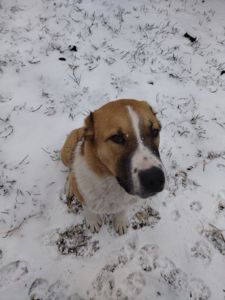 Елітний молодий кобель Алабая (САВ)