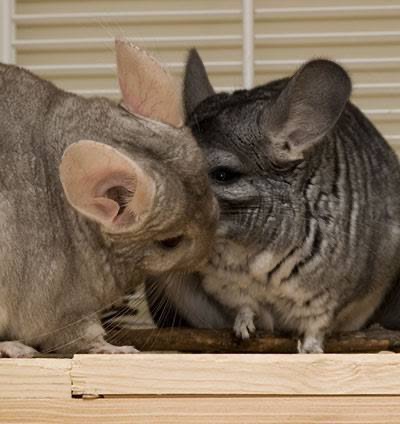 Шиншили (тільки двох)