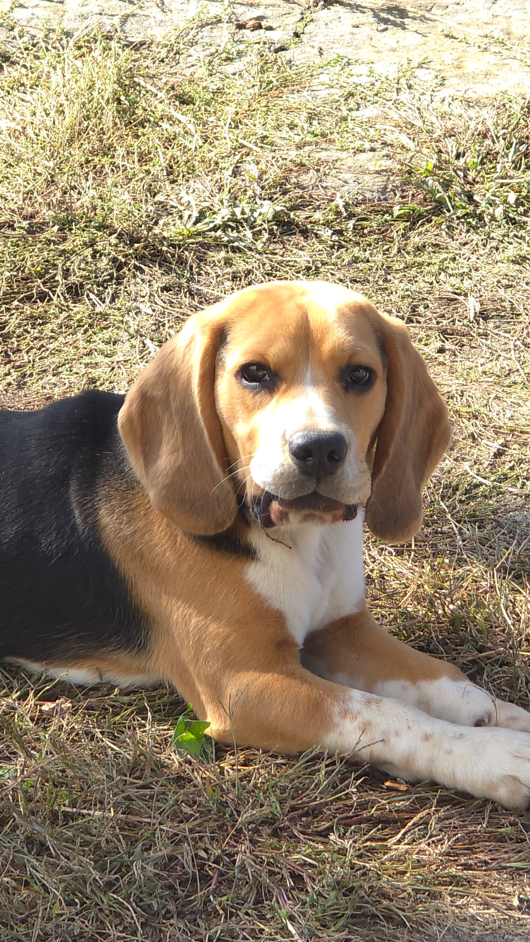 Бігль (9 місяців)