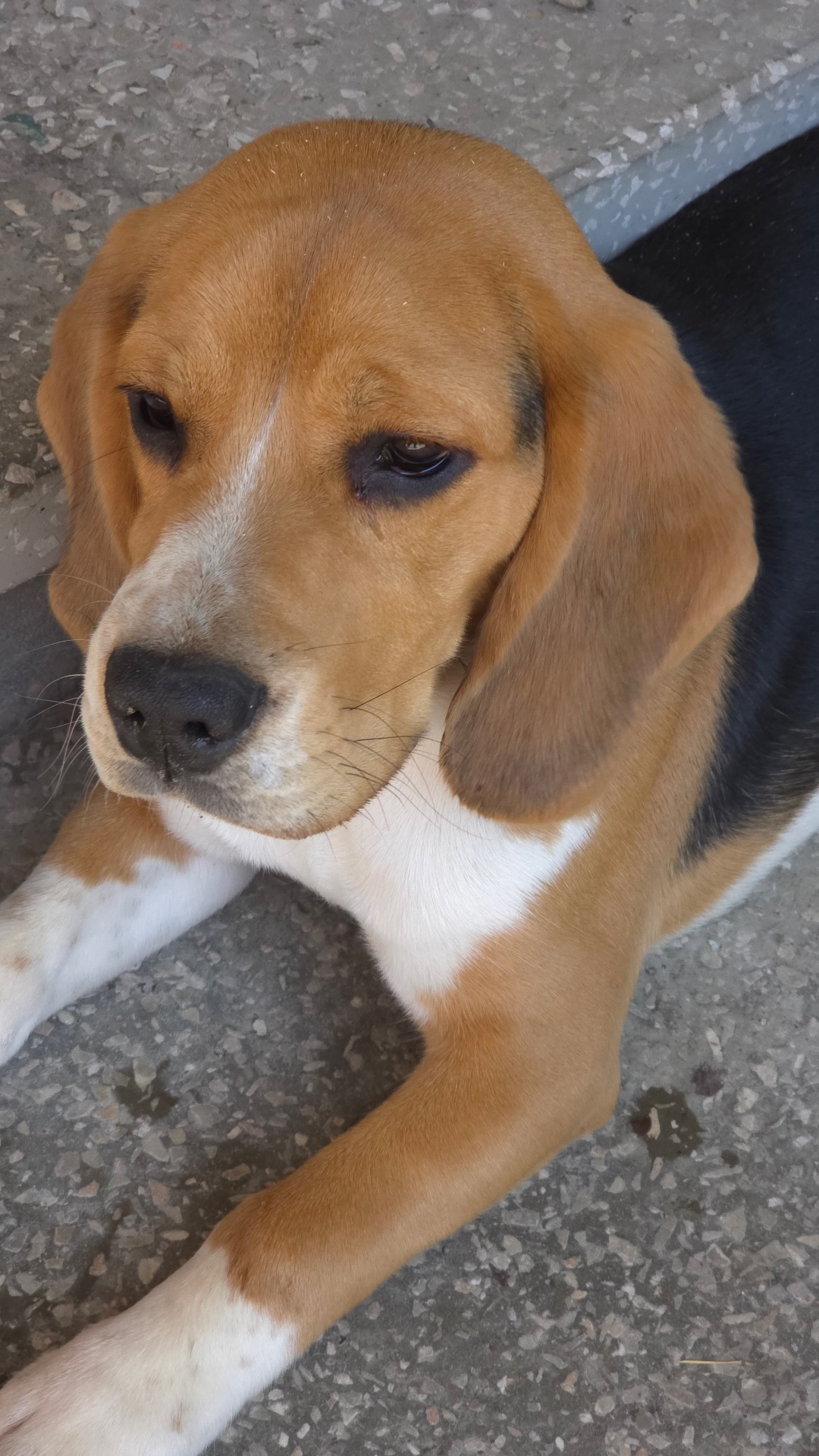 Бігль (9 місяців)