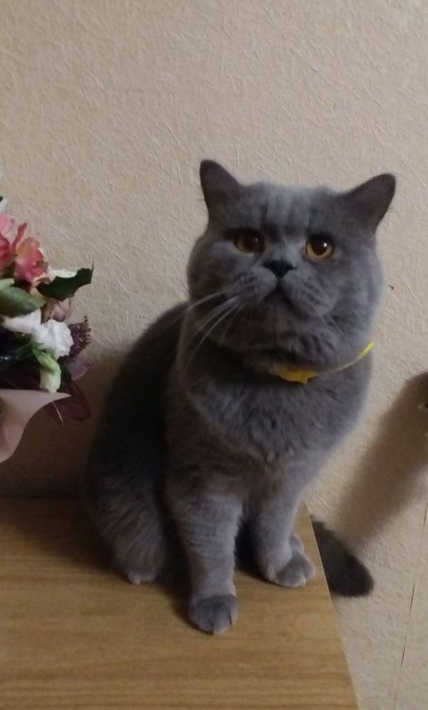 Британский котик подросток