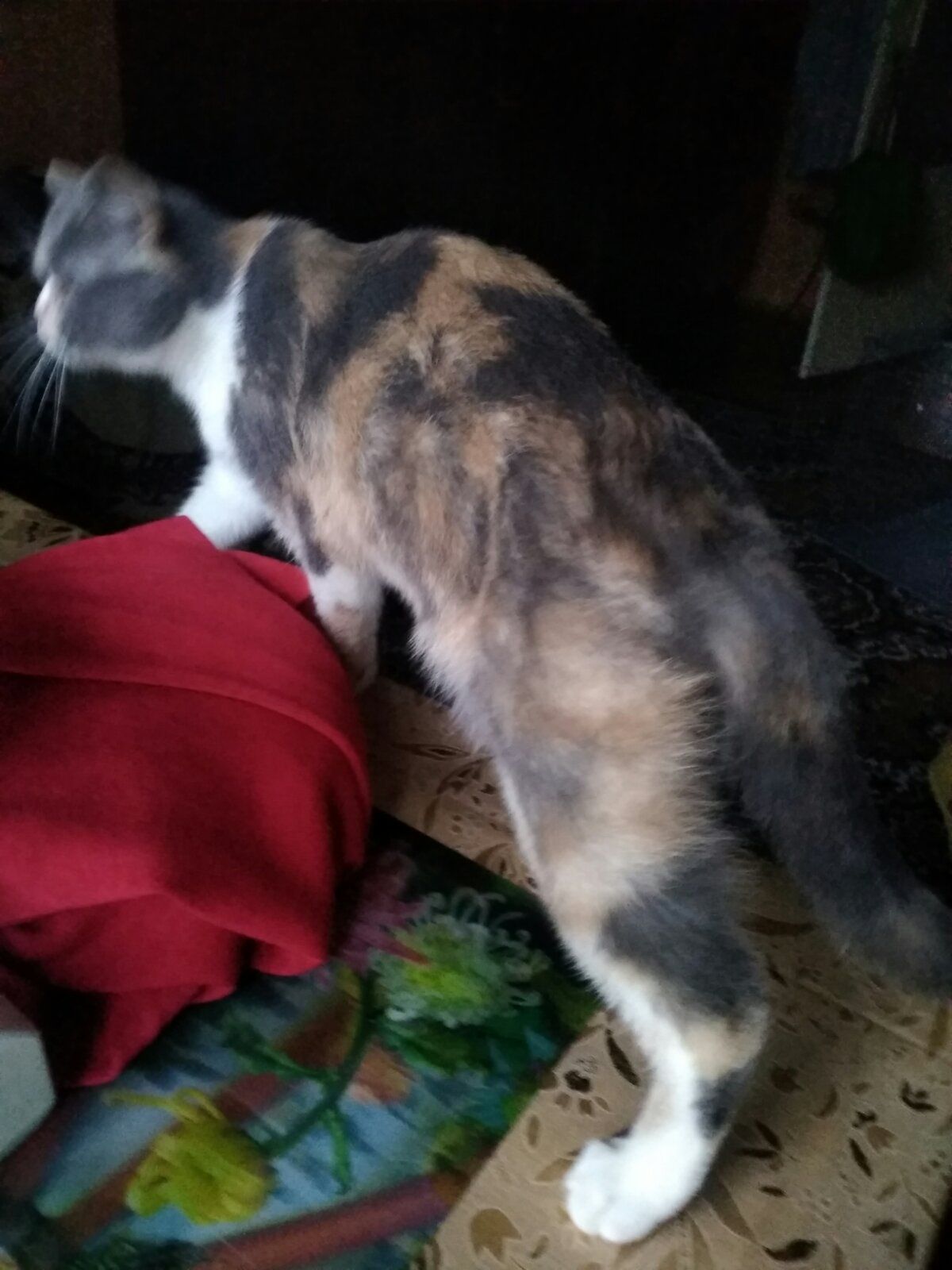 Яркая трёхцветная британская кошечка