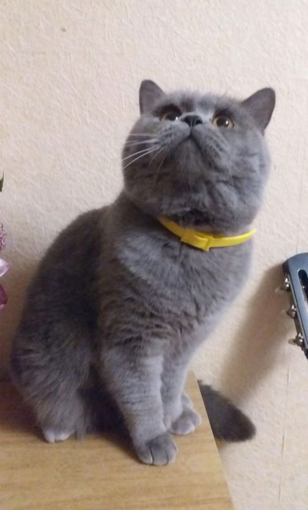 Британский котик подросток
